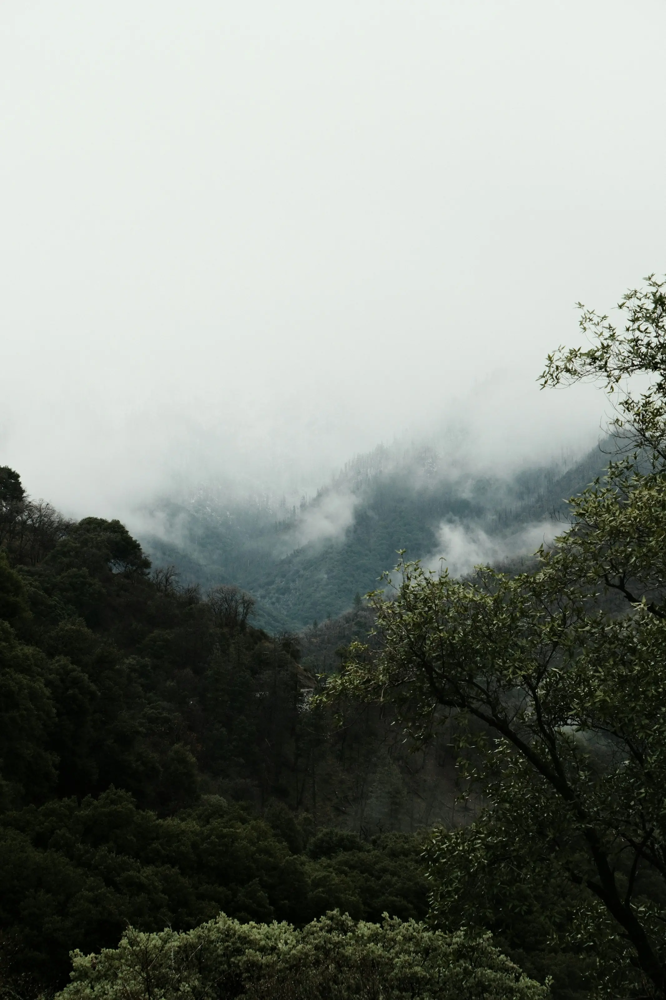 Mist